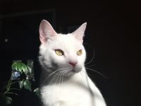 White Cat Gallery