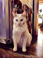 ON THE DEATH OF A FAVOURITE CAT