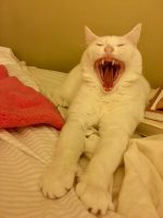 The White Fury
