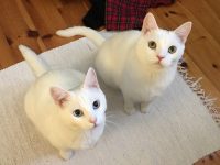 Belle the white cat writing songs