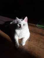 Belle, a real dreamer
