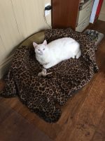 White Cat Angle