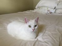 The White Fury