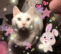 Belle the white cat writing songs