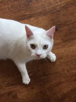 Cats Of Instagram