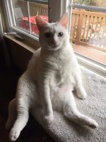 Cats Of Instagram