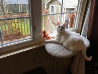 Stay Home Cat!