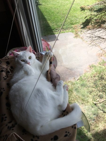 Belle, a real dreamer