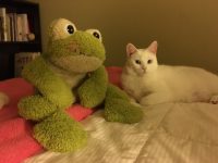 Belle the white cat writing songs