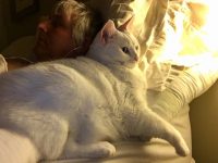 White Cat Gallery