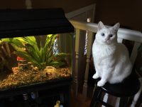Belle the white cat writing songs
