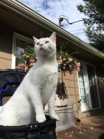 Belle, a real dreamer