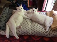 Cats Of Instagram