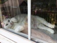 Cats Of Instagram