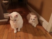 White Cat Gallery