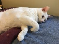ON THE DEATH OF A FAVOURITE CAT