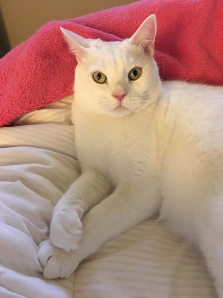 Belle, a real dreamer