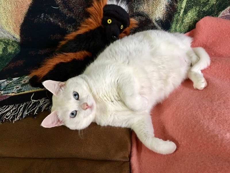 The White Fury