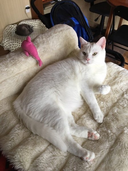 White Cat Gallery