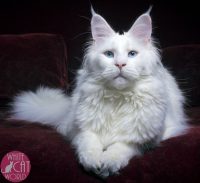 White Cat Gallery