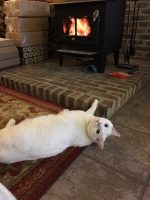 White Cat Gallery