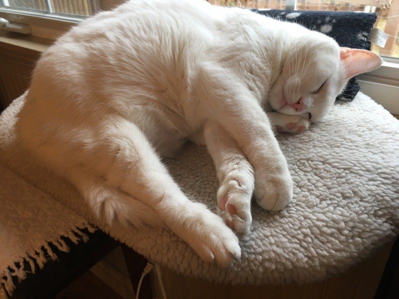 Stay Home Cat!