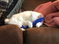 Stay Home Cat!