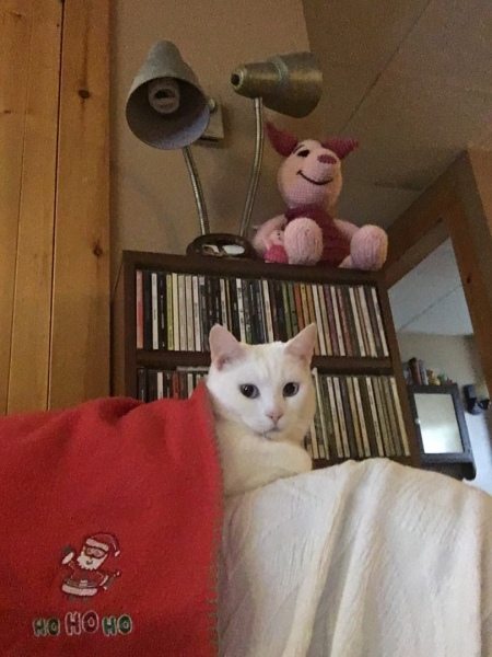 Stay Home Cat!