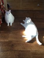 THE PURRY GATES