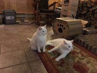 THE PURRY GATES