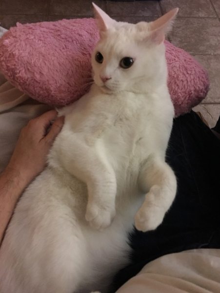 Belle the white cat writing songs
