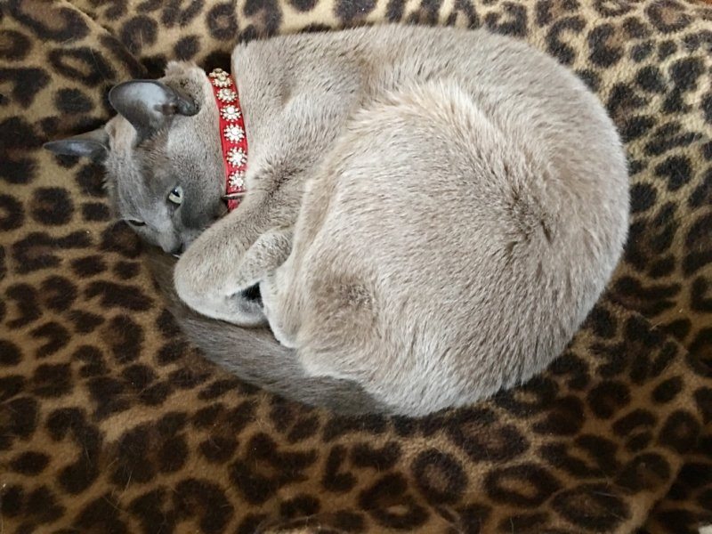 White Cat Gallery