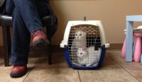 THE LAST ACT OF COMPASSION