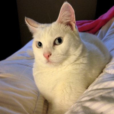 Cat Skyscraper