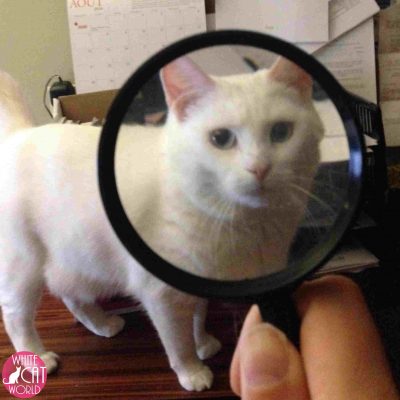 Belle the white cat writing songs