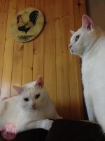 White Cat Gallery