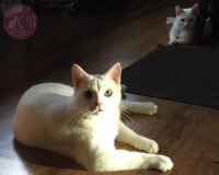 Stay Home Cat!