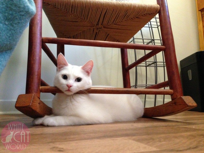 I win! It’s a bed!