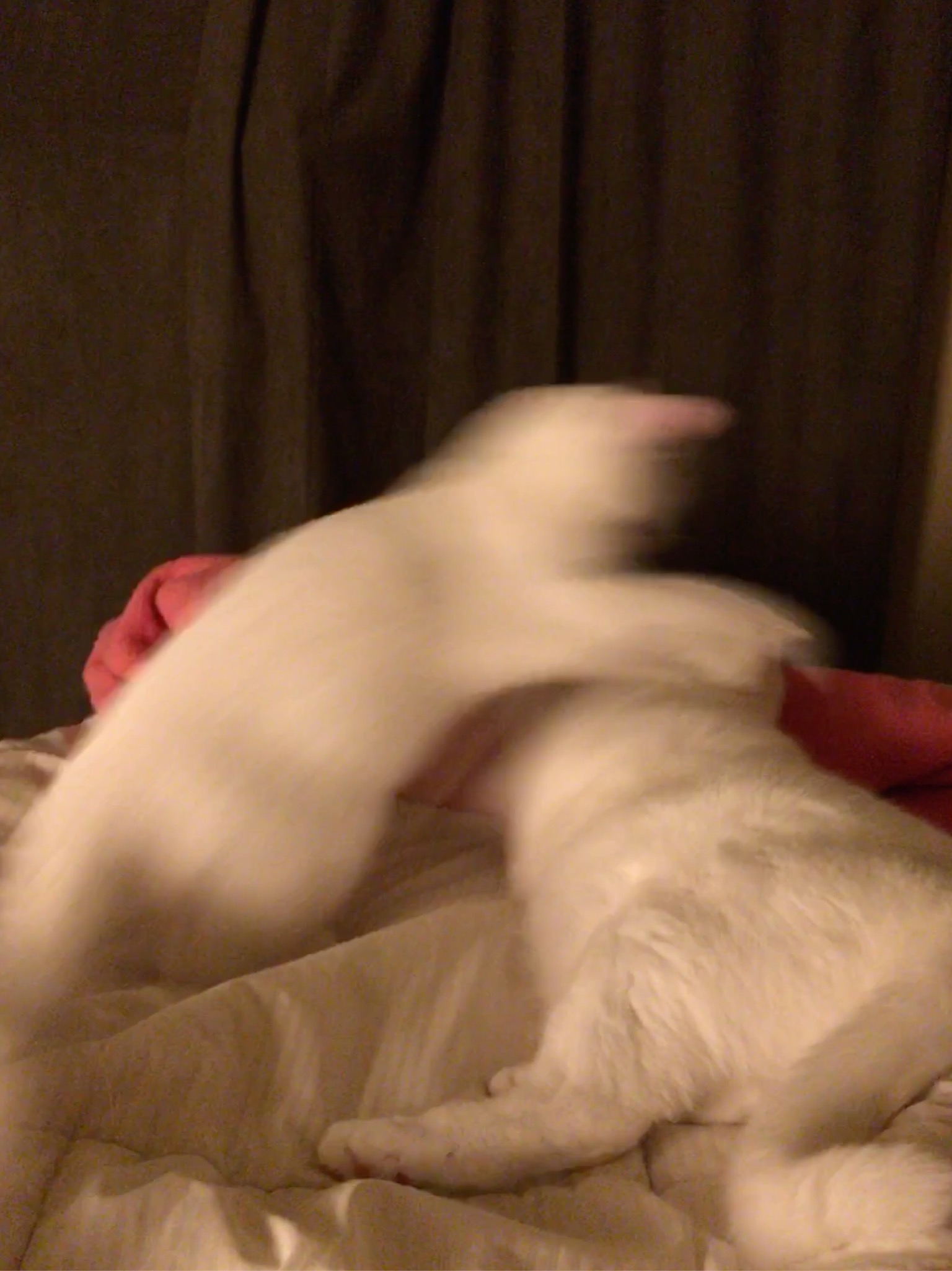 Relapse of the Time Warp White Cat Gif