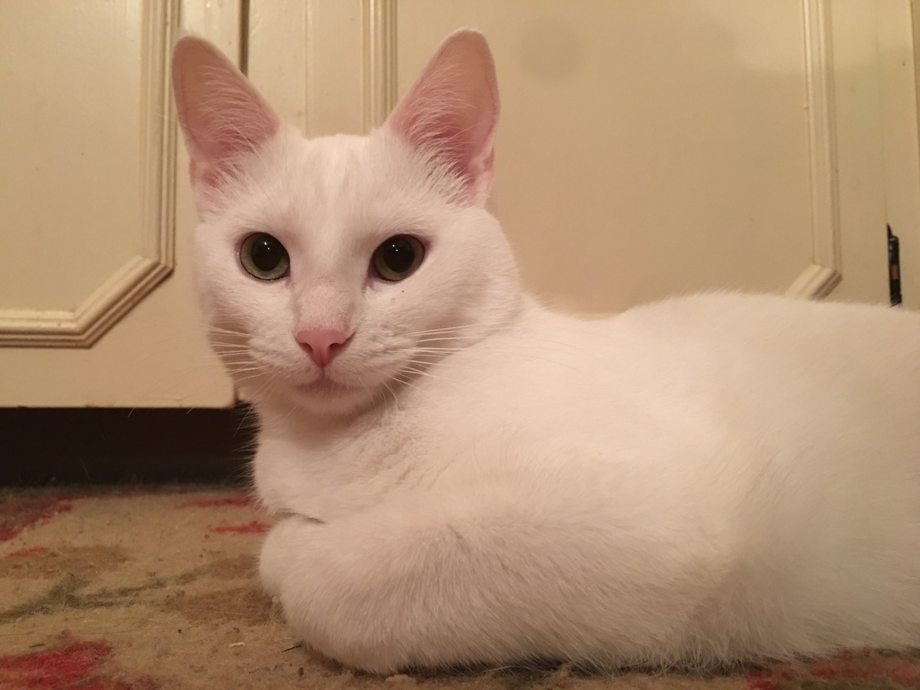Belle The Deaf White Cat